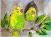 Papagájce vlnkavé V.jpg